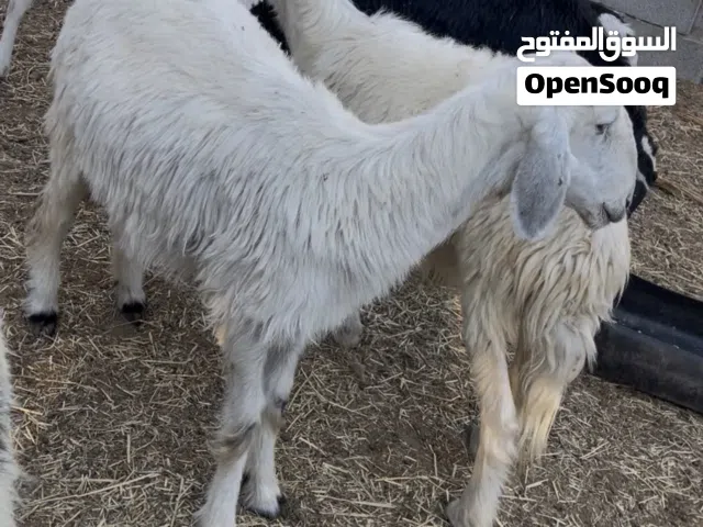 جعد للبيع بيع