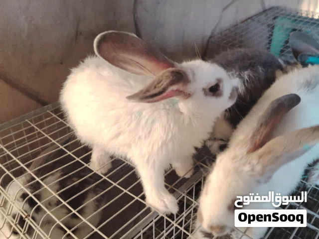 ارانب فراشة حجم جامبو