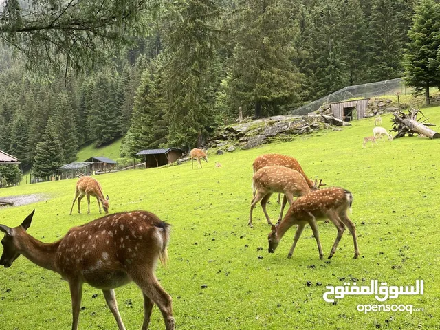 غزلان فلوبير