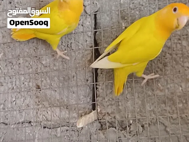 3 كوبيات اورنج