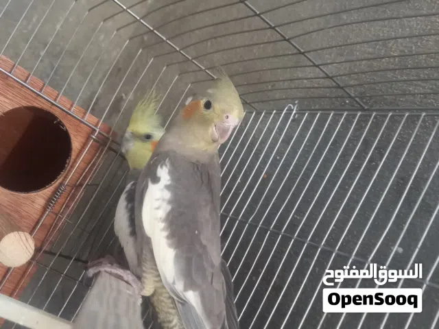 كوبية كوكتيل الله يبارك للبيع