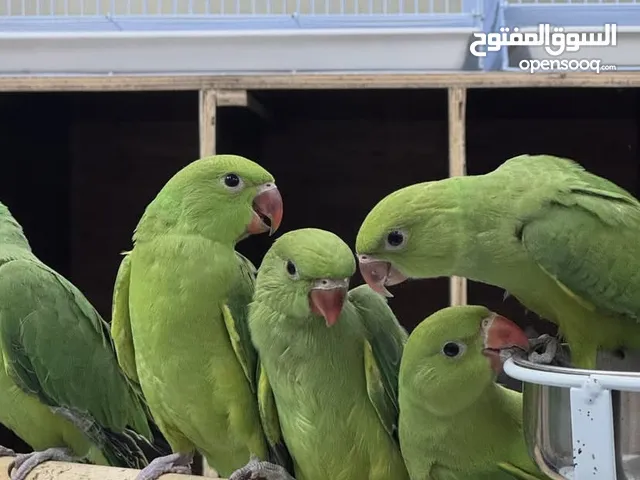 بغبغان دره هندي المتكلم و مدرب