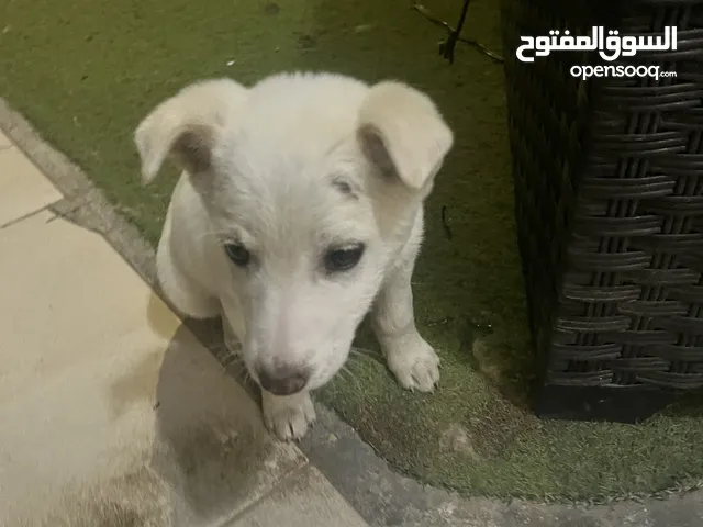 كلب mix breed بين جيرمان وبلدي للتبني لون ابيض