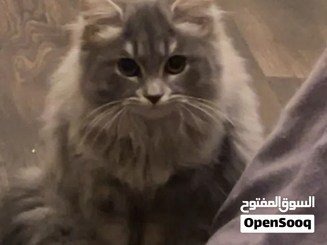 انثى شيرازي للبيع