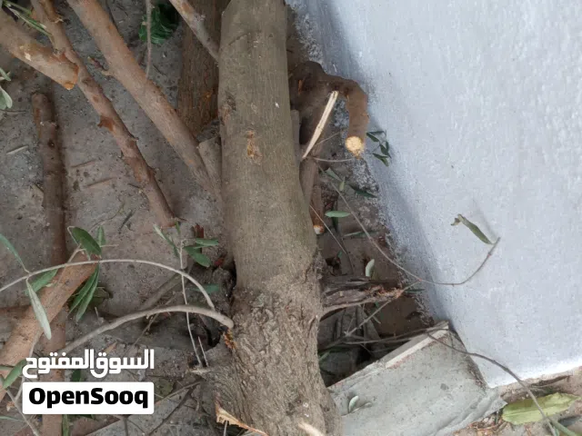 حطب زيتون لمواقد وصوبات الحطب..كما بالصور..السعر نهائي