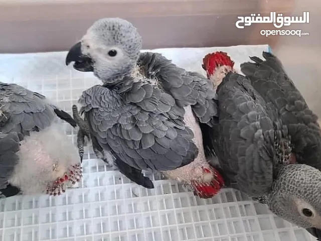 السلام عليكم متوفر جميع انواع الببغاوات وسيرلاك الببغاوات