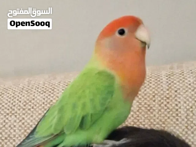مطلوب بركاديلو مروض ترويض تام داخلي وخارجي