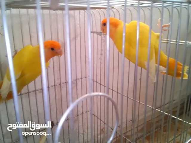 جوز اورنج اوب لاين راسه اورنج بالصلاه على النبي اهالي فراخ مع القفص والكوخ مقفولات إنتاج 65 دينار ال