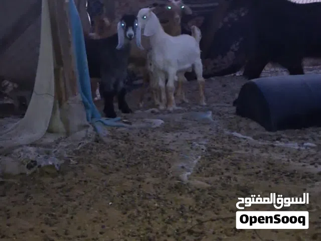 تيوس عوارض طيبه