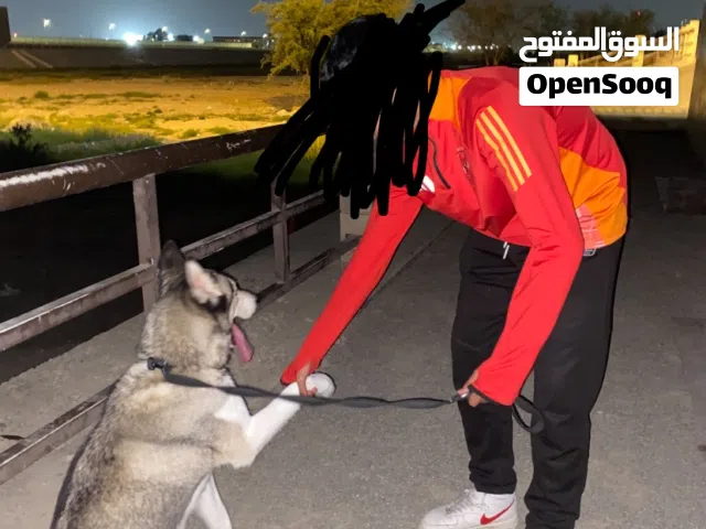 مطعم ليده شريحه نظيف مدرب