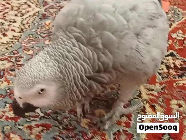 كاسكو مفقود في الجابرية ق9 ( ضايع )