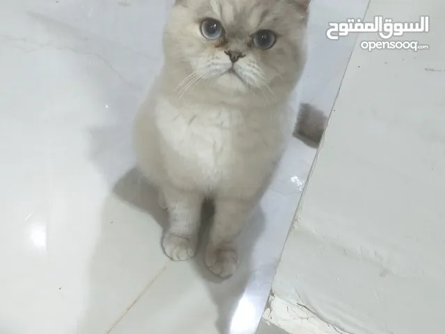 ققطط هملايا ذكر ونثى للبيع او للبدل