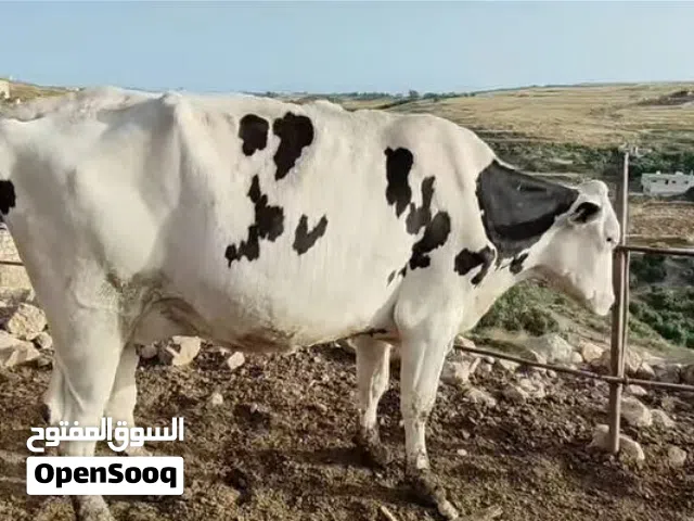بكيره ام ثاني رامي اخر حبه قبل شهر  فيها 18/20حليب لحم فيها280مجروم اربد هام