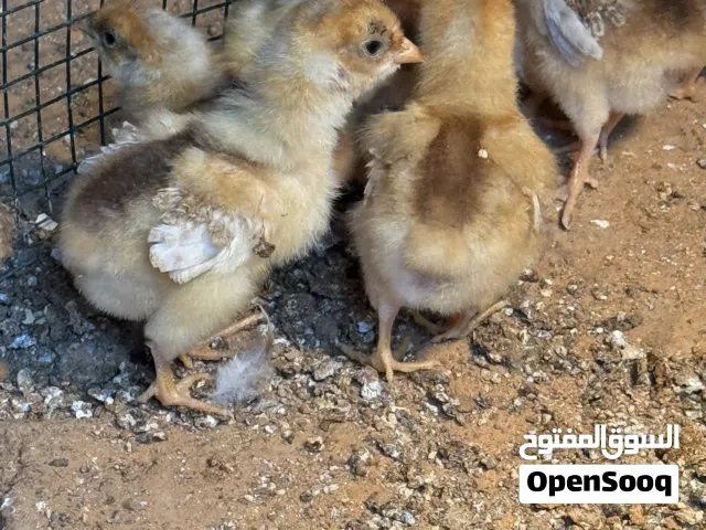 متاح كتكوت وان دوت بركاني العمر عشره أيام