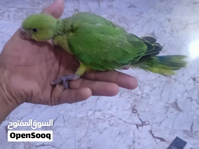 بغبغاء درة