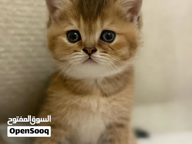 سكوتش ستريت  ذكر العمر 45 يوم   Scottish Street,, male 45 days