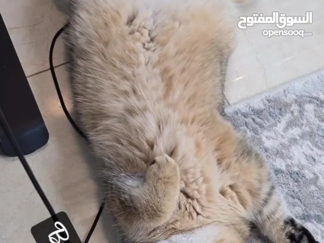 للبيع قط ذكر برتش شورت هير