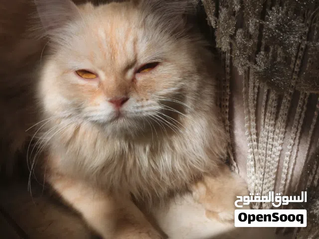 بيع قطط شيرازي