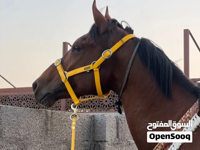 حصان فحل للبيع