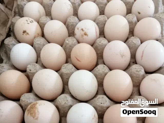 دحي استرالي تجميع جديد