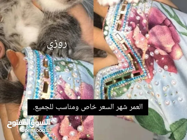 قطط منوعات للبيع ذكور وإناث