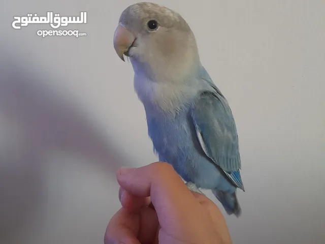 عصفور روز لي البيع اليف وههد داخلي