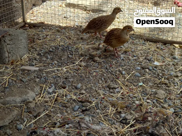 صفارد باكستاني زوج