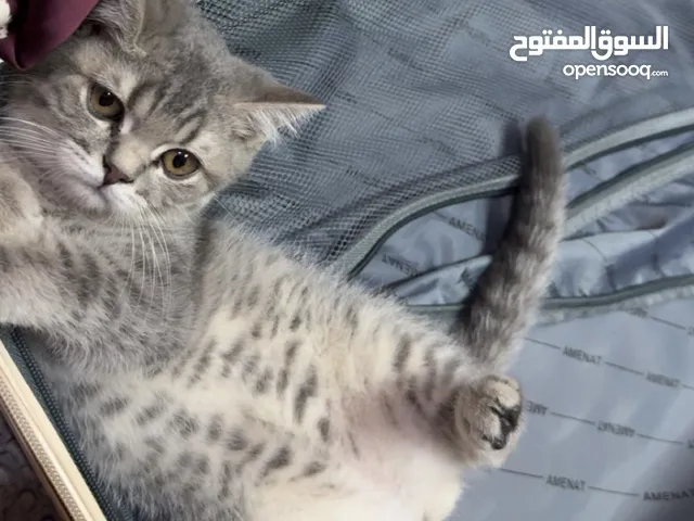 قط سكوتش للبيع