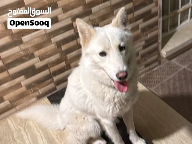 كلب هاسكي مطلوب انتى للزواج