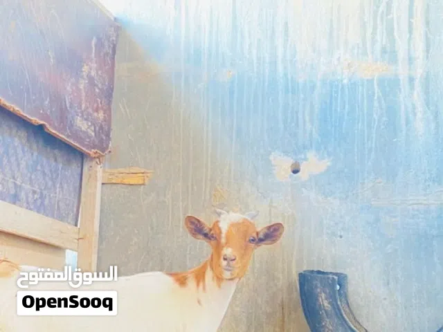 عنز كردية سنها مبدلتش والدة جدي وعناق عمرهم تلاتة ايام للبيع عل هاتف