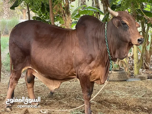 ثور خارجي ضخم مطعوم 8 شهور