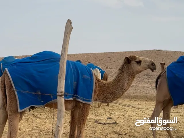 بكره شعلا باتلي