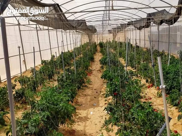 Farm Land for Sale in Ismailia Kantara East
