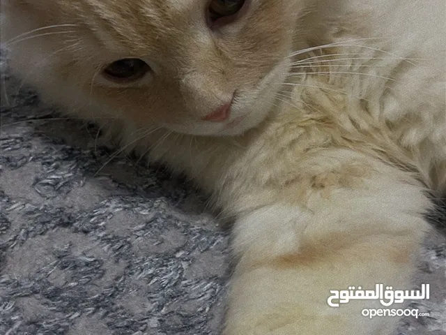 Fluffy Cream Lion — Friendly, Calm & Gorgeous Cat