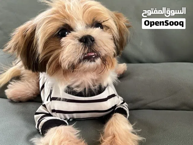 للبيع كلاب شيتزو