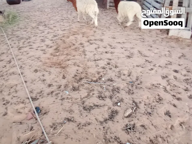 زوز خرفان أعمارهم في3شهور و5شهور تقريبا