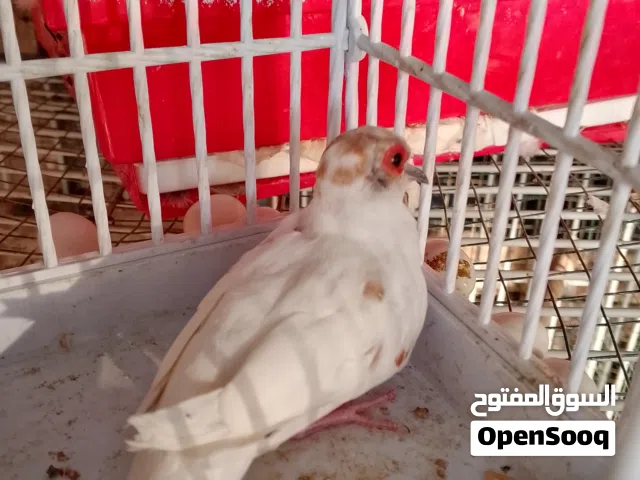 مجموعة من الطيور