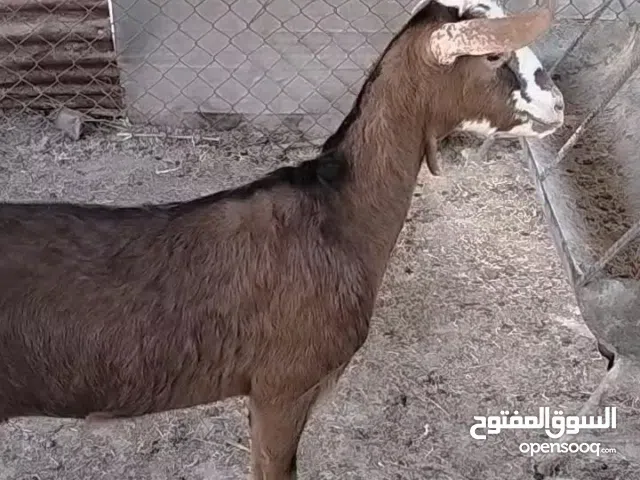 صخله ماليزي يفره