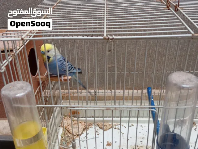 عندي كوبيا بقلينو للبيع