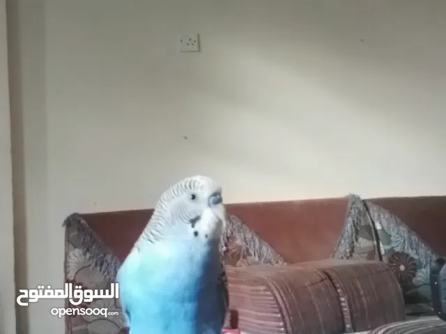 بادجي متكلم اوضح كلام ممكن تسمعه