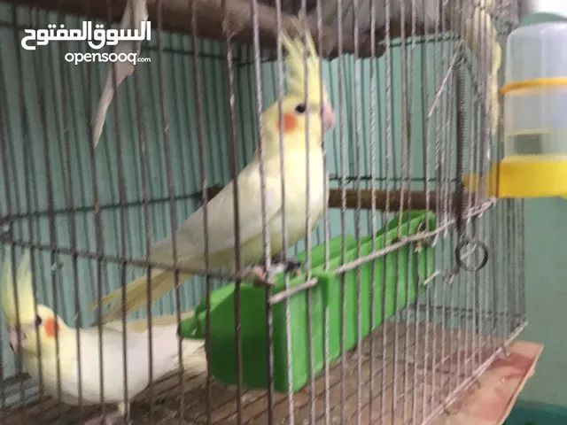 عصافير كوكتيل لاتيني