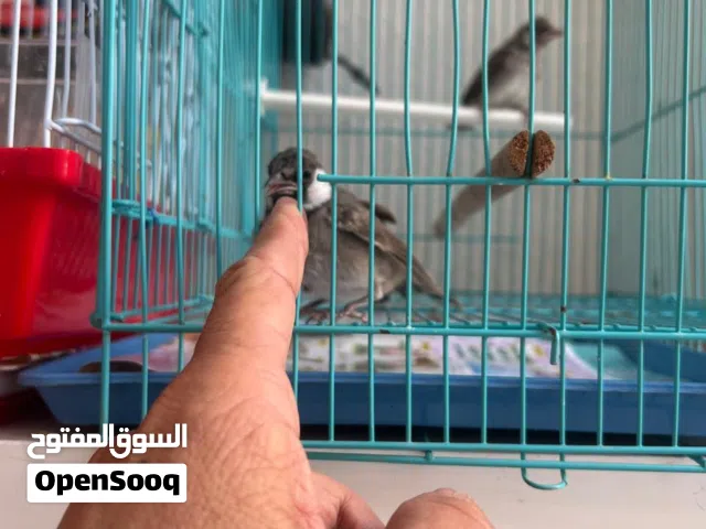 بلبل عربي خط ابيض
