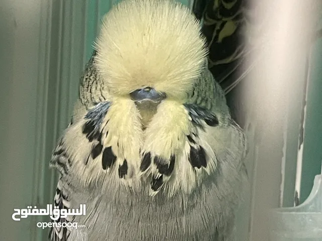 للبيع ازواج بادجي بلاك وينقز وبلاك فيس و هوقو وانجليزي