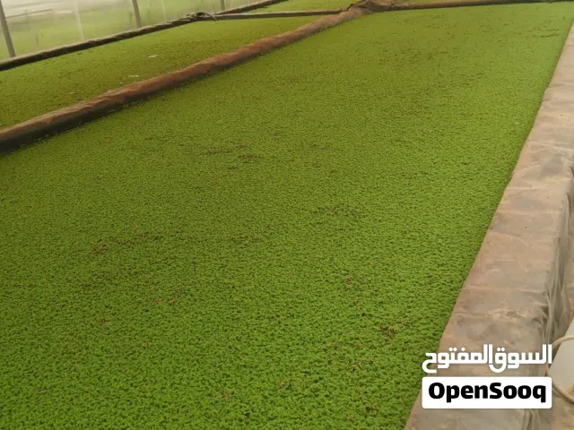 Azola ازولا