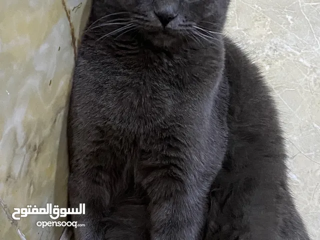 سكوتش فولد اصل (ذكر)