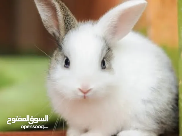 للبيع ارانب