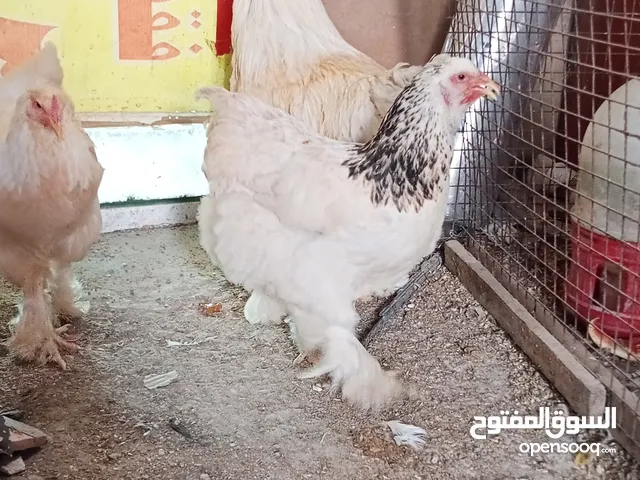طقم براهمه شغال بيض بيع او بدل