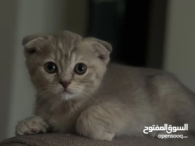 سكوتش فولد انثى شهرين