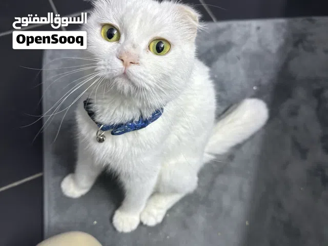 سكوتش فولد