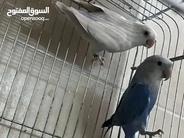 زوج عصافير روز